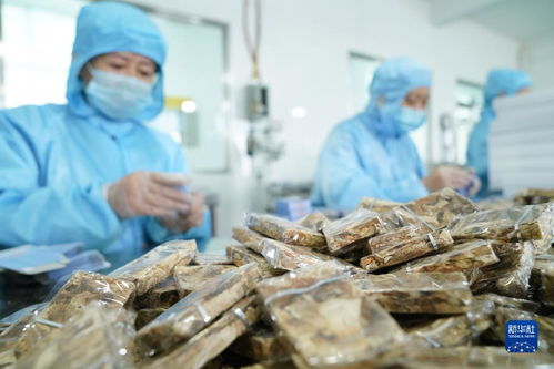 守好最北生态屏障 黑龙江大兴安岭林区转型记与洁净煤新技术产品的绿能之路